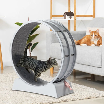 Cat Treadmill