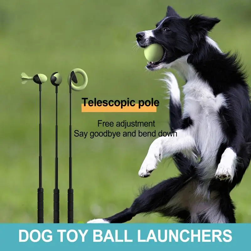 Dog Hand Throwing Stick